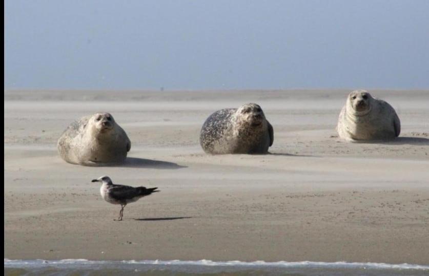 Gite Baie De Somme Cayeux-sur-Mer Exterior photo